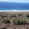 Fuerteventura-Landschaft (31)